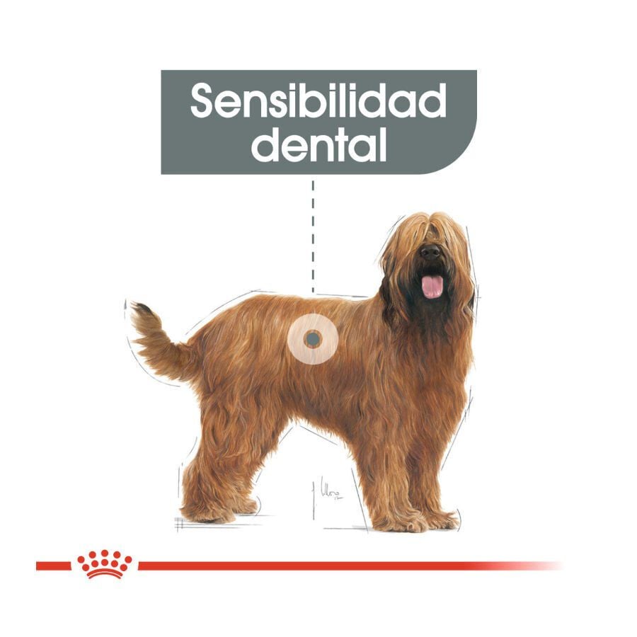 9 kg Royal Canin Dental Care Maxi pienso para perros, , large indicador imagen numero 4