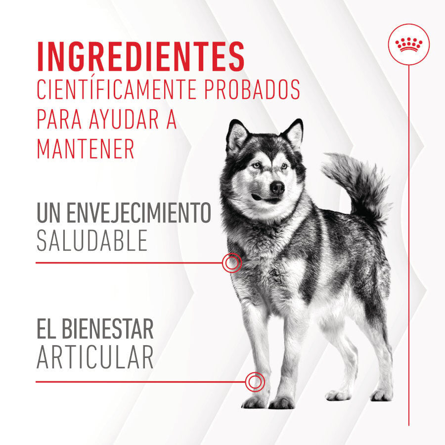 240 g Royal Canin Joint & Ageing Chews Suplemento Nutricional para perros senior, , large indicador imagen numero 8