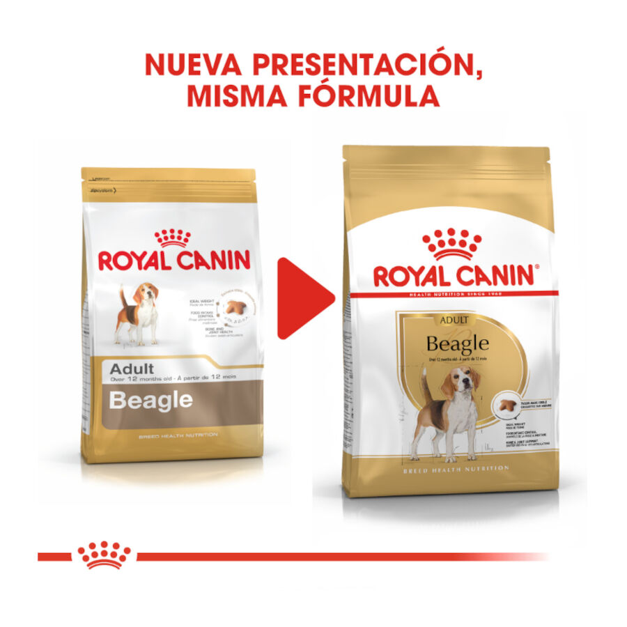 3 kg Royal Canin Adult Beagle pienso para perros, , large Imagen numero 3