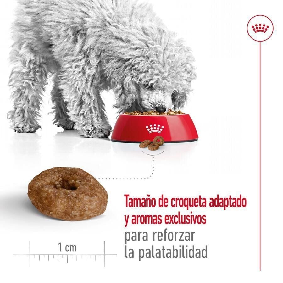 3.5 kg Royal Canin Mini 12+ Ageing pienso para perros&nbsp;senior, , large Imagen numero 7