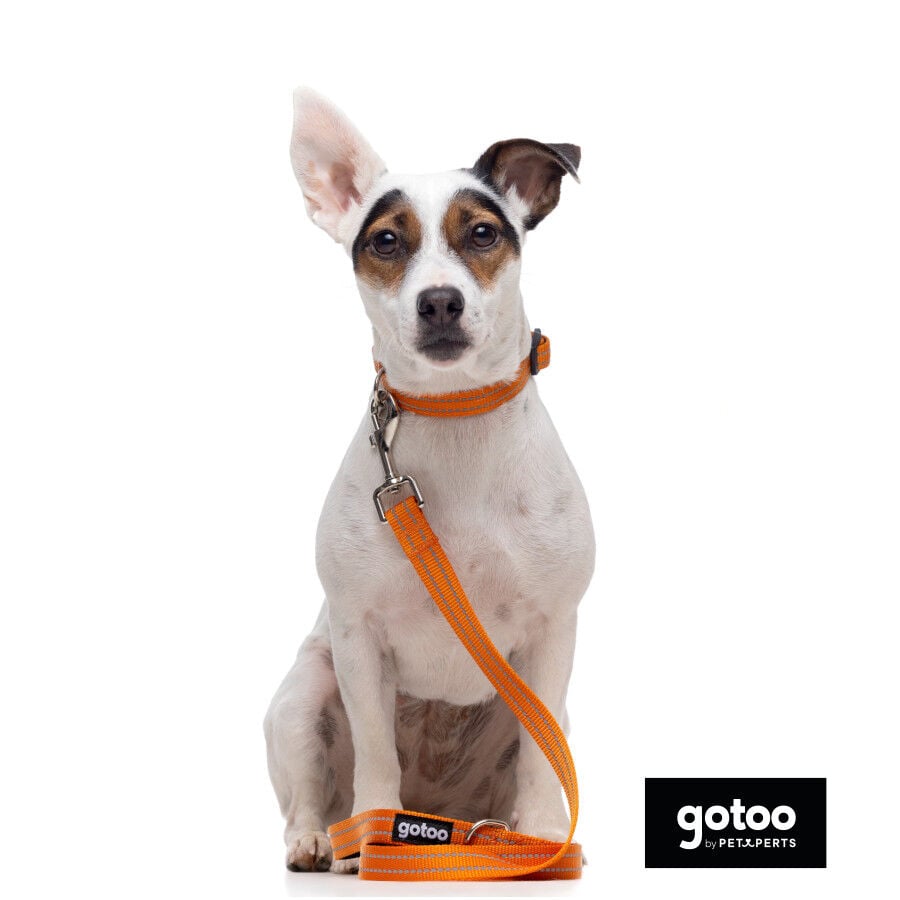 Gotoo Correa de nylon reflectante naranja para perros, , large indicador imagen numero 3