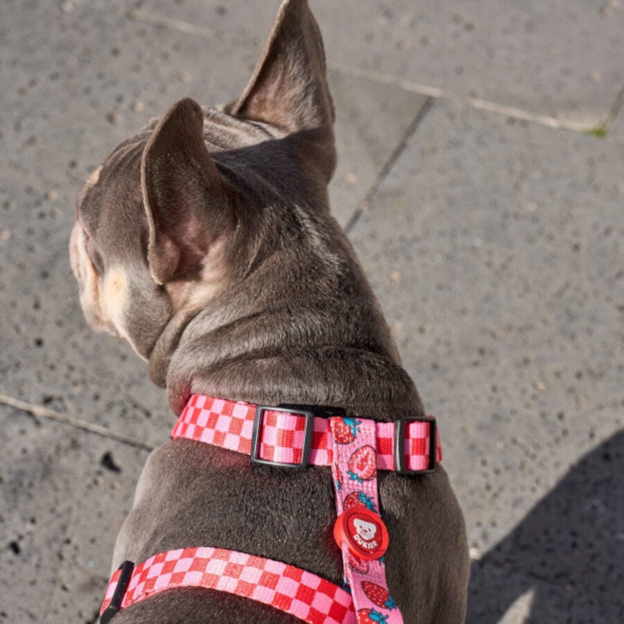 Dukier Arn&eacute;s Cl&aacute;sico Dise&ntilde;o Berry Love para perros, , large indicador imagen numero 2