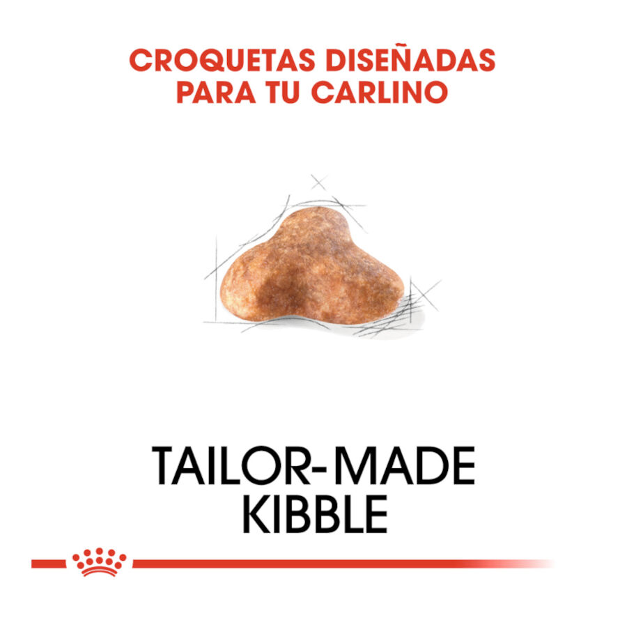 3 kg Royal Canin Adult Pug pienso para perros, , large Imagen numero 5