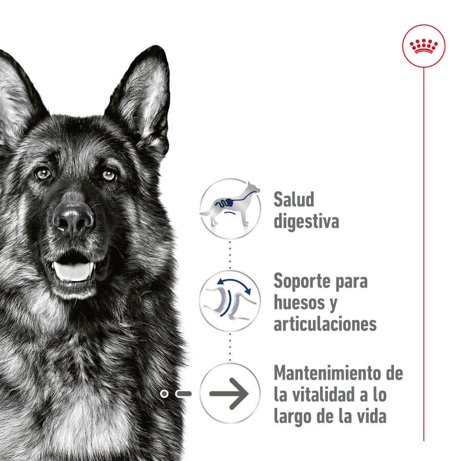 410 g Royal Canin Maxi Ageing 5+ Pat&eacute; lata para perros&nbsp;senior, , large Imagen numero 4