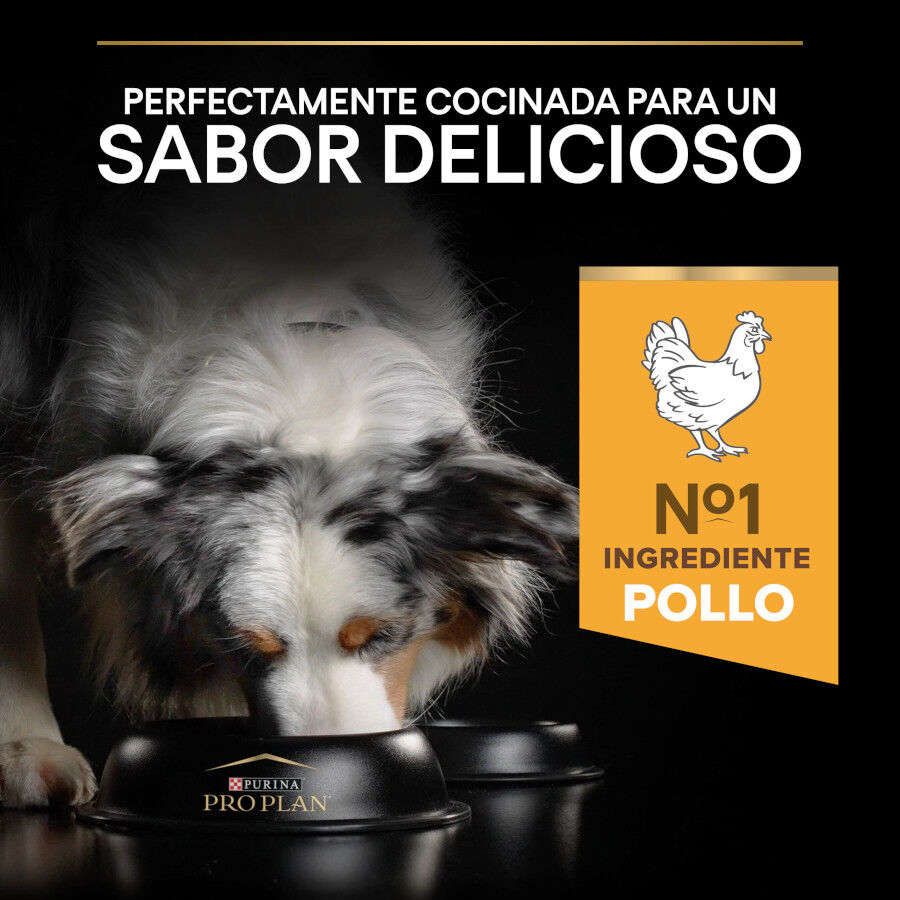 14 kg Pro Plan Adult Medium y Large Pollo pienso para perros S&eacute;nior +7, , large indicador imagen numero 7