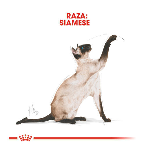 10 kg Royal Canin Adult Siamese pienso para gatos, , large indicador imagen numero 4