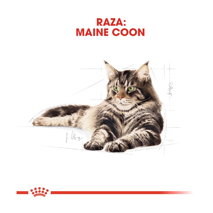 85 g Royal Canin Maine Coon sobres para gatos, , large indicador imagen numero 4