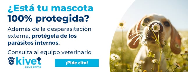 Kivet