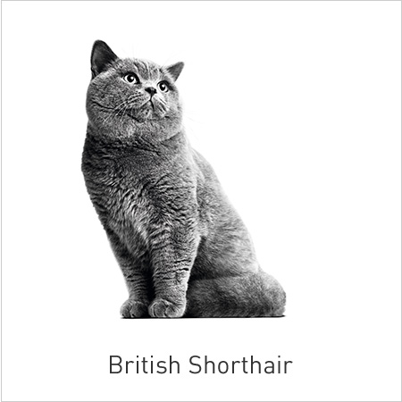 Royal Canin Razas-British Shorhair.  Alimento adaptado que tonifica su musculatura y articulaciones y fomenta el buen funcionamiento del corazón.