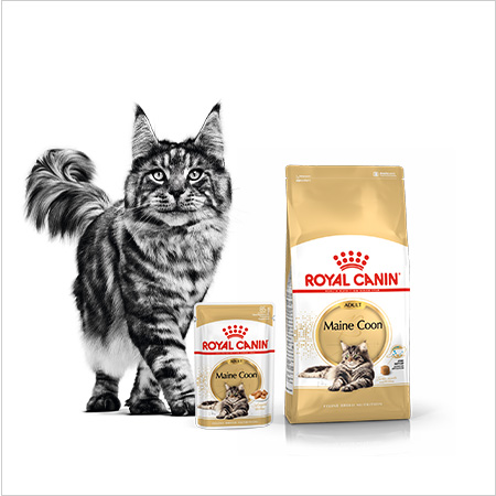 Royal Canin Razas. Nutrición especializada en cada raza de gato.