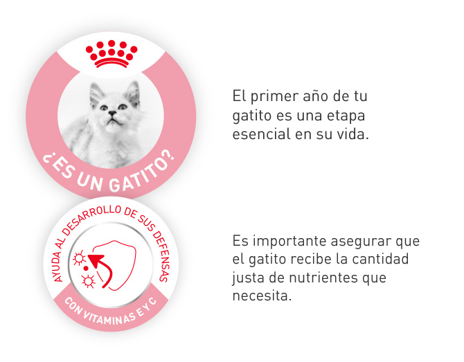 El primer año de tu gatito es una etapa esencial, asegura que recibe la cantidad justa de nutrientes que necesita.