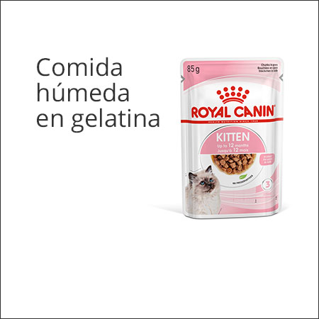 Royal Canin Kitten sobre comida húmeda en gelatina