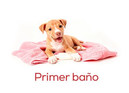 Todo lo necesario para darle su primer baño