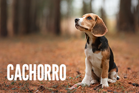 Etapas de vida: Cachorro.