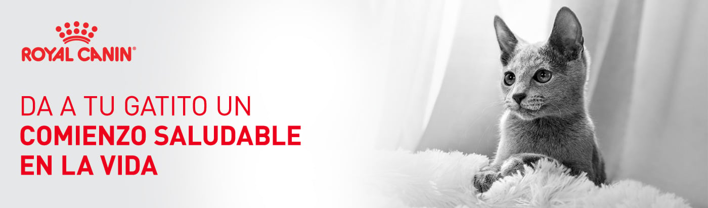Da a tu gatito un inicio de vida saludable con Royal Canin