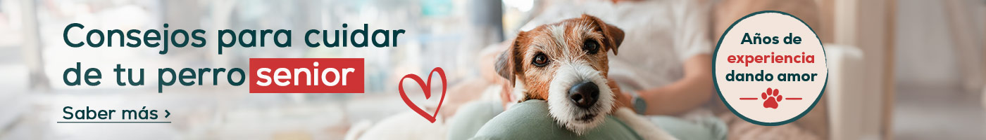 Señales de que tu perro es senior