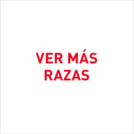 Encuentra la nutrición especializada para las diferentes razas de gato.