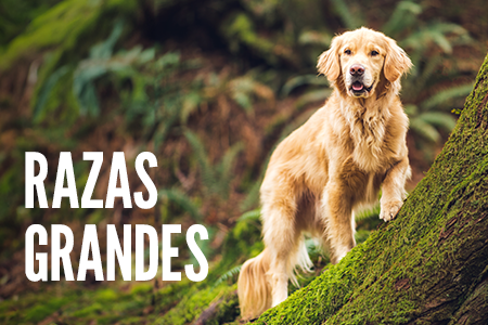 Tamaño de la raza: Perros grandes.