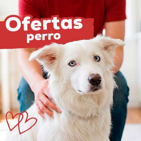 Ofertas para perro