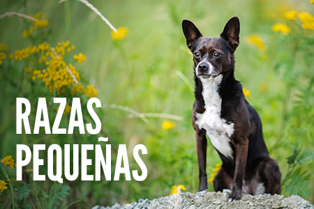 Tamaño de la raza: Perros pequeños.