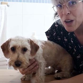 Cómo dar el primer baño a tu cachorro